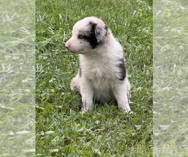 Medium Photo #12 Border Collie Puppy For Sale in BERRIEN SPRINGS, MI, USA