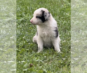 Medium Border Collie
