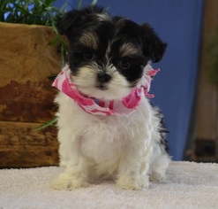 Mal-Shi Puppy for sale in TUCSON, AZ, USA