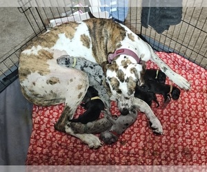 Mother of the Great Dane puppies born on 04/16/2024