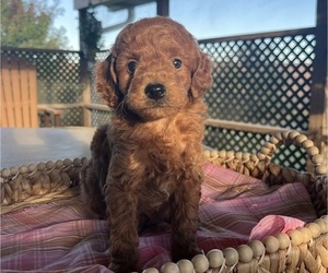 Medium Poodle (Miniature)