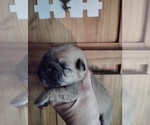 Image preview for Ad Listing. Nickname: Pug puppies