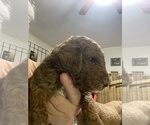 Small #3 Poodle (Standard)