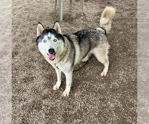 Huskies -Unknown Mix Dogs for adoption in Peoria, IL, USA