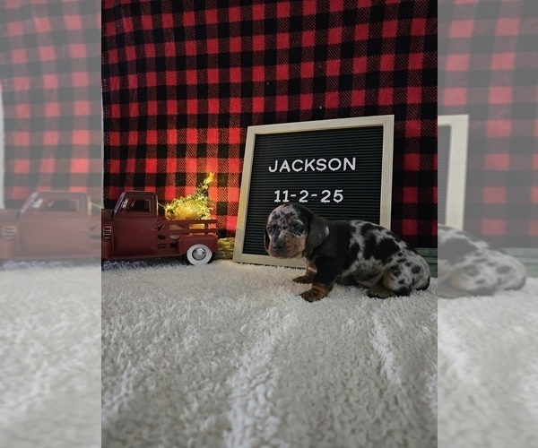 Medium Photo #4 Dachshund Puppy For Sale in NAPPANEE, IN, USA