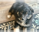 Small Photo #34 Miniature Australian Shepherd Puppy For Sale in BETHANY, IL, USA