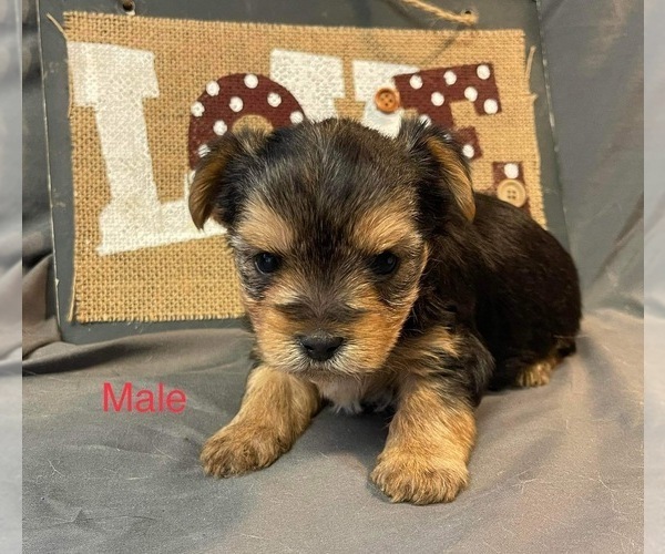 Medium Photo #16 Yorkshire Terrier Puppy For Sale in HAMPTON, VA, USA