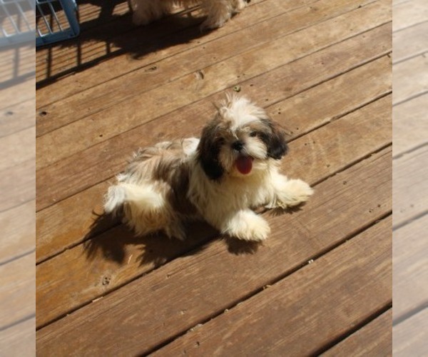 Medium Photo #1 Shih Tzu Puppy For Sale in THAYER, KS, USA
