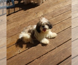 Shih Tzu Puppy for sale in THAYER, KS, USA