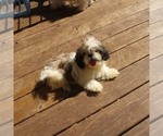 Small Shih Tzu