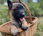 Small #2 Belgian Malinois