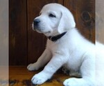 Small Photo #1 Labrador Retriever Puppy For Sale in LINDEN, TN, USA