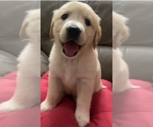 Golden Retriever Puppy for sale in SANTA ANA, CA, USA