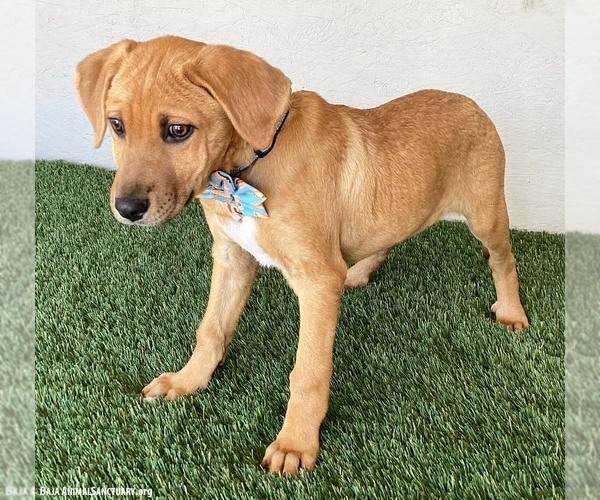 Medium Photo #3 Labrador Retriever-Rhodesian Ridgeback Mix Puppy For Sale in San Diego, CA, USA