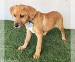 Small #2 Labrador Retriever-Rhodesian Ridgeback Mix