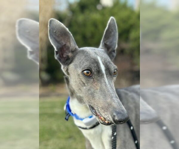 Medium Photo #1 Greyhound Puppy For Sale in Cherry Hill, NJ, USA