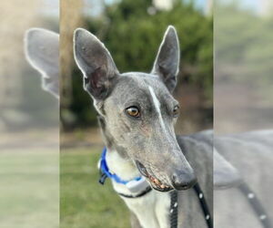 Greyhound Dogs for adoption in Cherry Hill, NJ, USA