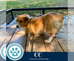 Small #1 Pembroke Welsh Corgi