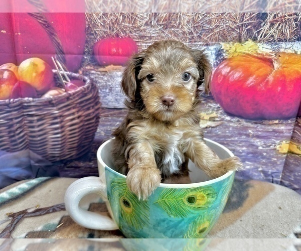 Medium Photo #8 Morkie Puppy For Sale in CASSVILLE, MO, USA