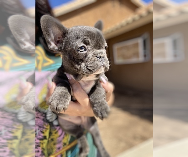 Medium Photo #2 French Bulldog Puppy For Sale in SAN BERNARDINO, CA, USA