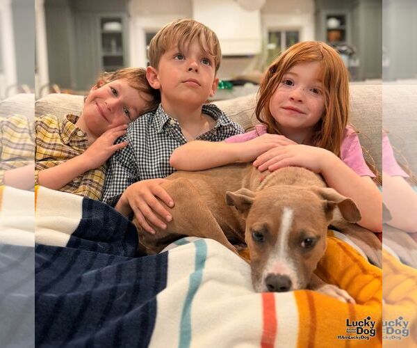 Medium Photo #4 Boxador Puppy For Sale in Washington, DC, USA