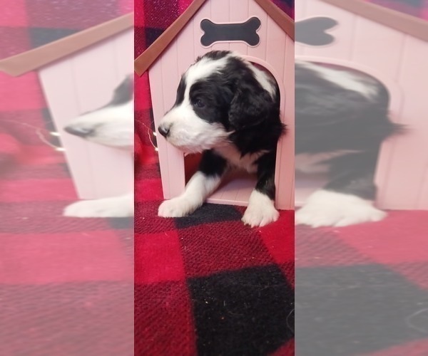 Medium Photo #2 Border Collie-Sheepadoodle Mix Puppy For Sale in MARATHON, WI, USA