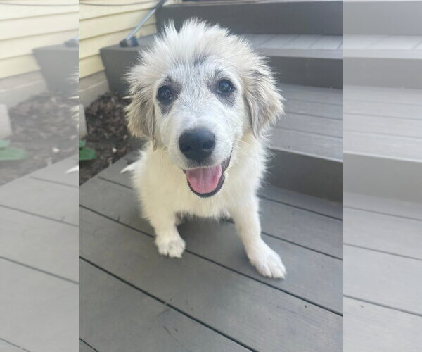 Medium Photo #1 Great Pyrenees-Unknown Mix Puppy For Sale in Germantown, OH, USA