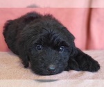 Small Photo #8 Bernedoodle Puppy For Sale in COOLIDGE, AZ, USA