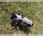 Small Photo #3 Bluetick Coonhound Puppy For Sale in BEEVILLE, TX, USA