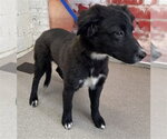 Small German Shepherd Dog