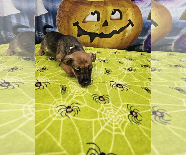 Medium Photo #2 Rat Terrier-Unknown Mix Puppy For Sale in Metairie, LA, USA