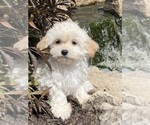 Small #2 Havanese