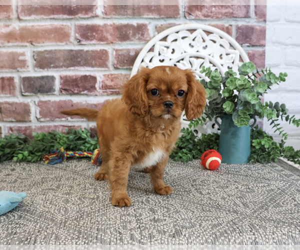 Medium Photo #6 Cavalier King Charles Spaniel Puppy For Sale in SYRACUSE, IN, USA