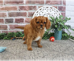 Small #5 Cavalier King Charles Spaniel
