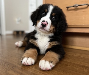 Bernese Mountain Dog Puppy for sale in INDIAN HEAD, MD, USA