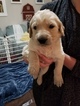 Small Photo #18 Goldendoodle Puppy For Sale in DALLAS, GA, USA