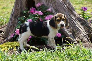 Beagle Puppy for sale in FREDERICKSBURG, OH, USA