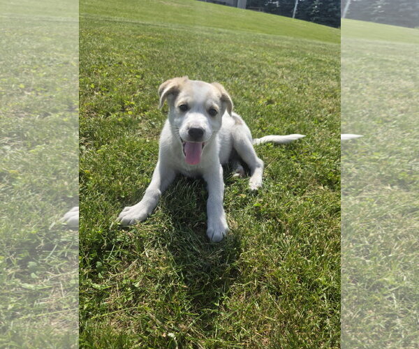 Medium Photo #3 Aussiedor Puppy For Sale in SHERBURNE, NY, USA