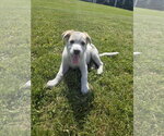 Small Photo #3 Aussiedor Puppy For Sale in SHERBURNE, NY, USA