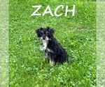 Image preview for Ad Listing. Nickname: Zach