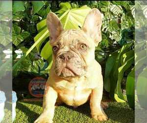 French Bulldog Puppy for sale in MANHATTAN, NY, USA
