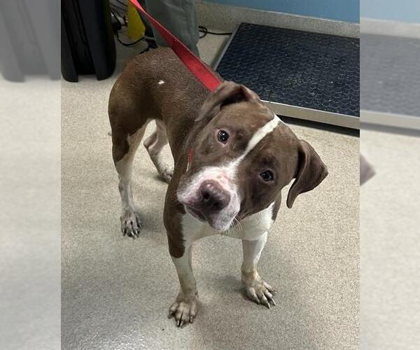 Medium Photo #1 American Pit Bull Terrier-Unknown Mix Puppy For Sale in Newton, NC, USA
