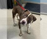 Small American Pit Bull Terrier Mix