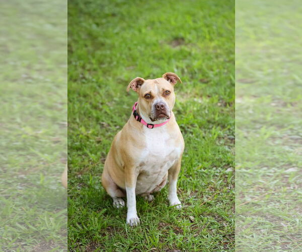 Medium Photo #2 Mutt Puppy For Sale in  Gainesville, FL, USA