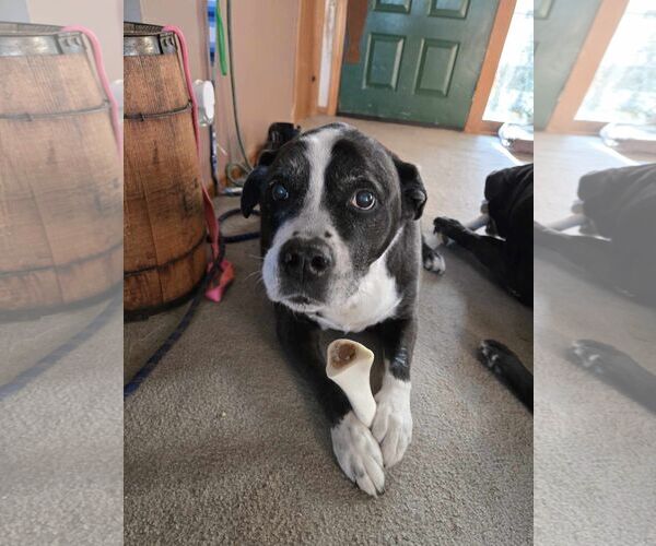 Medium Photo #2 Labrador Retriever-Unknown Mix Puppy For Sale in Hinckley, IL, USA