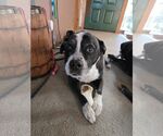 Small #1 Labrador Retriever Mix