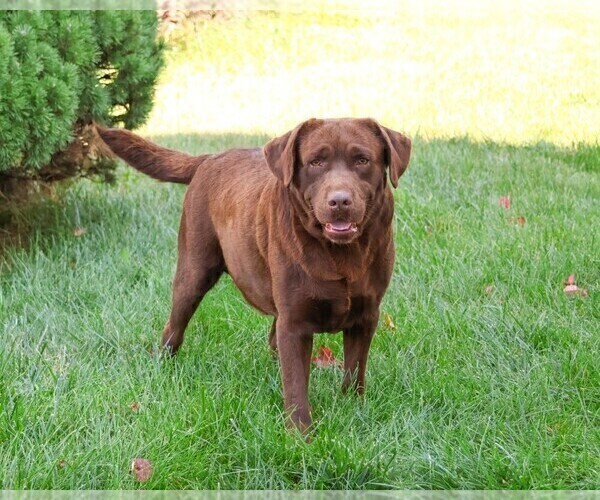 Medium Photo #1 Labrador Retriever Puppy For Sale in SYRACUSE, IN, USA