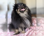 Small #4 Pomeranian