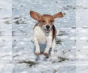 Cooper - Male Beagle Dog for Adoption - Photo #7