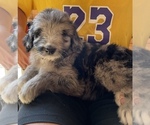 Small Photo #5 F2 Aussiedoodle Puppy For Sale in BERLIN, NJ, USA